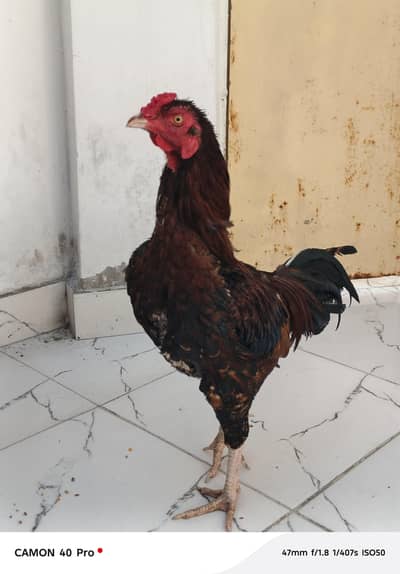 *Pure Sindhi Aseel pair* *Ready to breed*