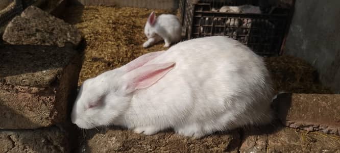 3 Females and 1 Male Rabbit For SALE