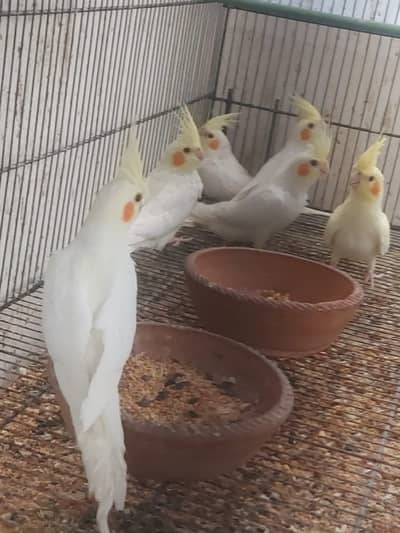 Cockatiels