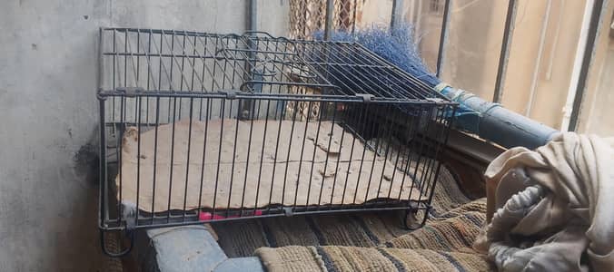 bird cage