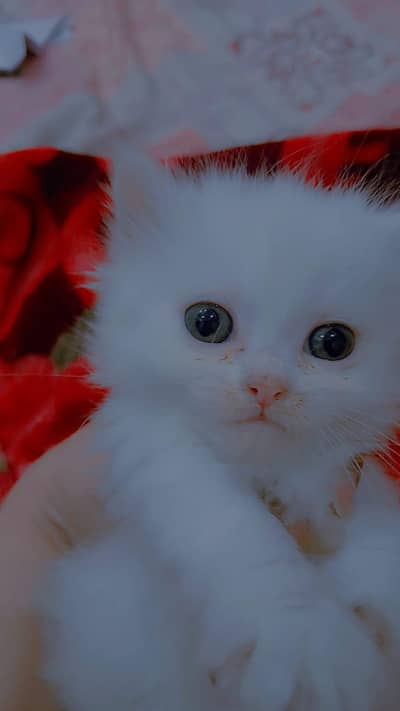 Persian kittens available