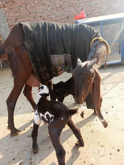 beetal bakri sat 2bachy 1male dosra female