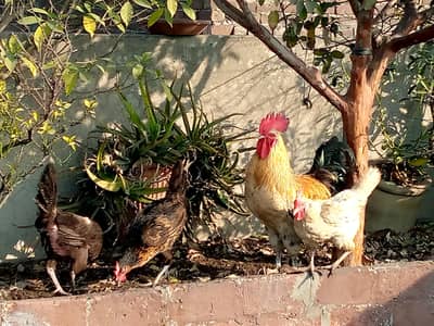 سات عدد دیسی مرغیاں ایک مرغا