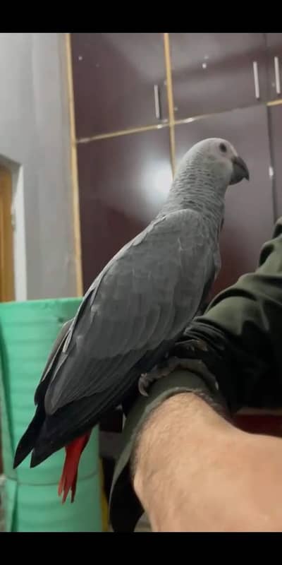 African gray 0314.18. 98.913