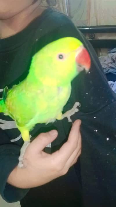 Healthy and active Ringneck