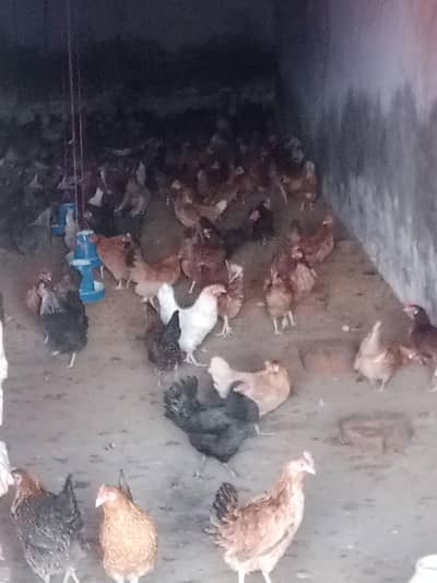 golden misri han eggs  line