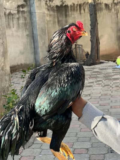 Aseel | lakha |mushka| jawa |lasani |oldbloodline aseel murgha |begum