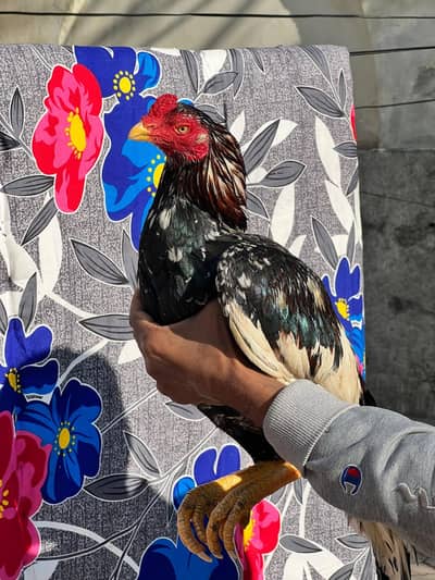 Aseel | lakha |mushka| jawa |lasani |oldbloodline aseel murgha |begum