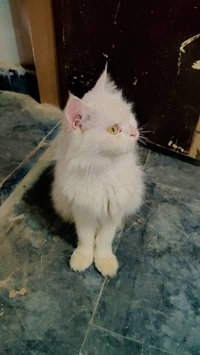 White Silky Persian Cat For sale