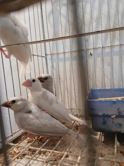 White,silver jawa pathy available