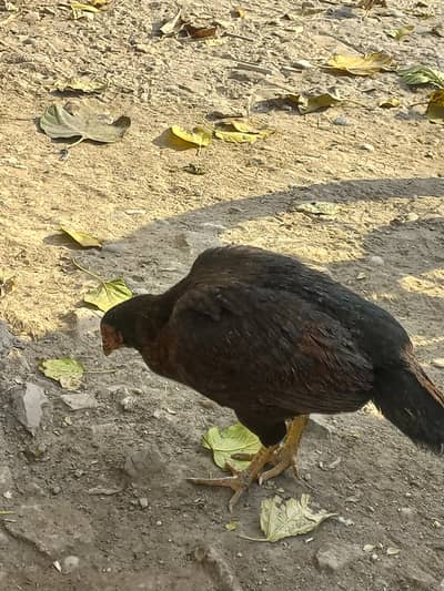 Pure Aseel Hen (Full black]