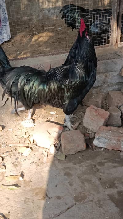 Australorp heritage