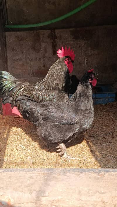 Australorp heritage eggs