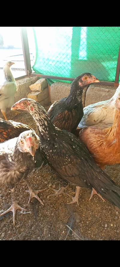 Aseel chicks 3.5 months age