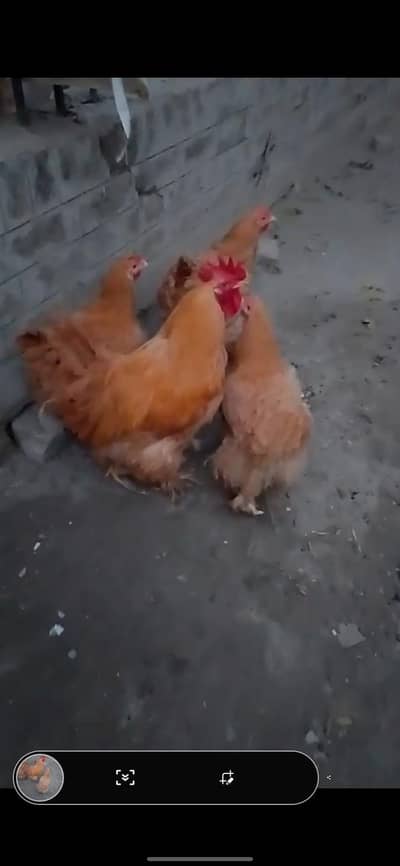 golden buff King Side