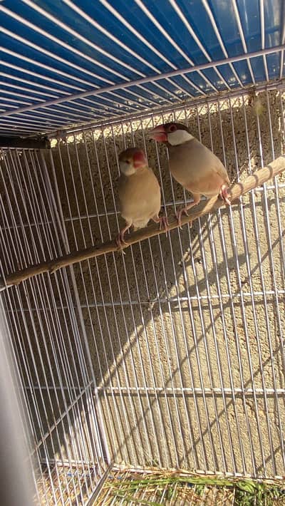 White Java Silver Java Fawn Java Opal Java Breeder Paifs