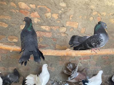 Top of Pak Indian Lucky Kbooter