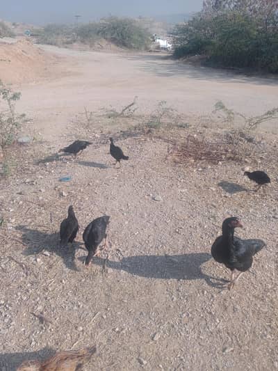 پیور اصیل ھر طرح گارنٹی کے ساتھ