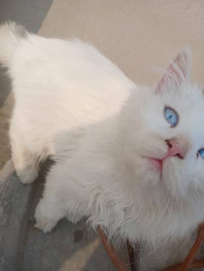 persian cat