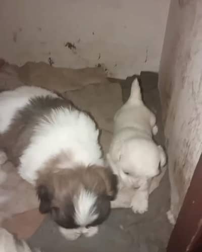 pedigree line Shihtzu puppies available for sale punch face