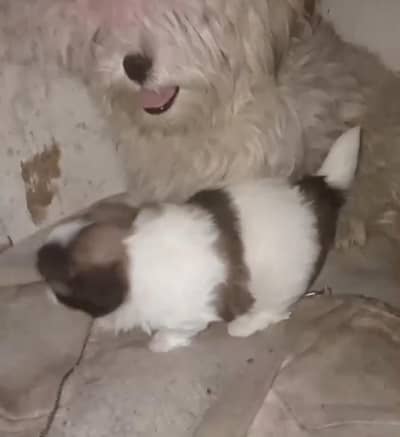pedigree line Shihtzu puppies available for sale punch face