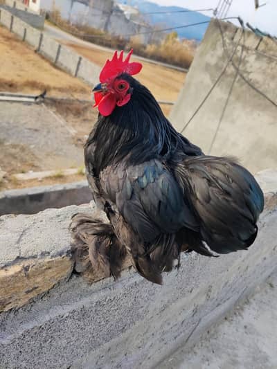 Health And Active Bantam male for sale