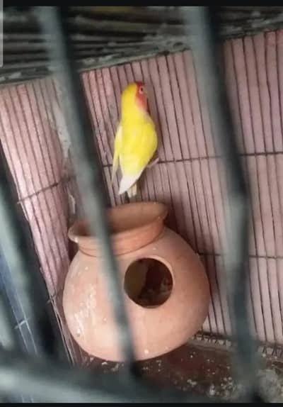 lutino to creamino lovebird pair