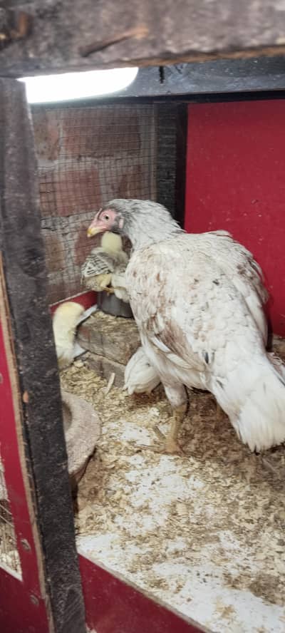 Aseel Hen with 7 Aseel Chick's