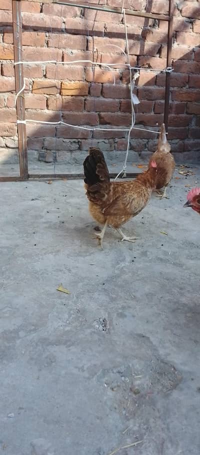 ghar ki murgia ha anda da rhe ha