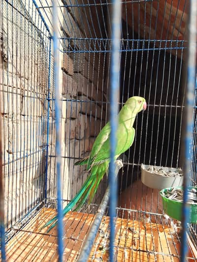 green parrot