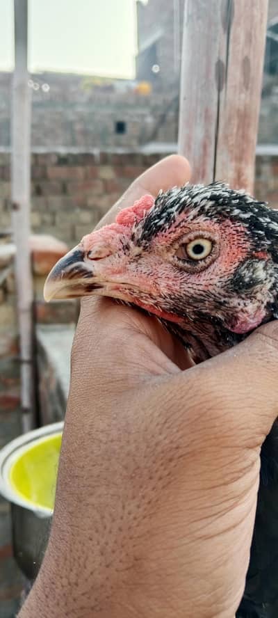 murgiya  for sale  argently