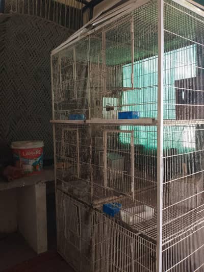 Birds cage