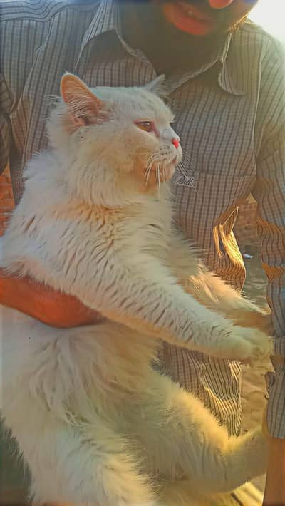 Triple Coated Long White Persion Cat Male