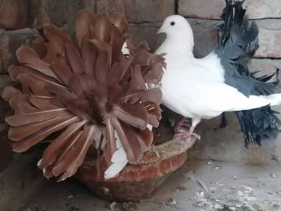 black tail breader pair