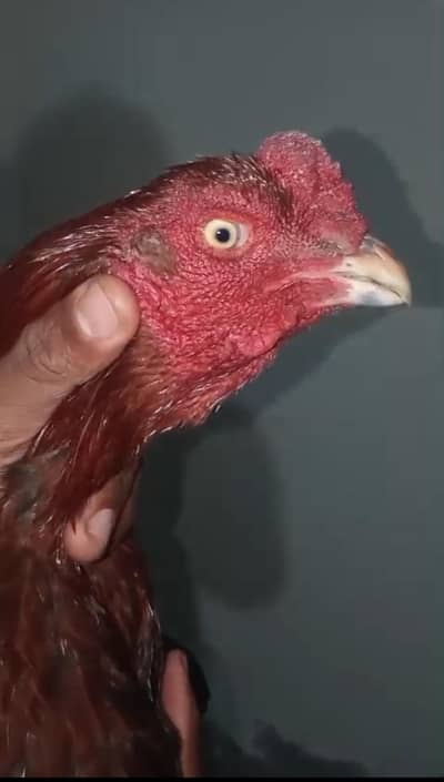 aseel murga 3100 grm