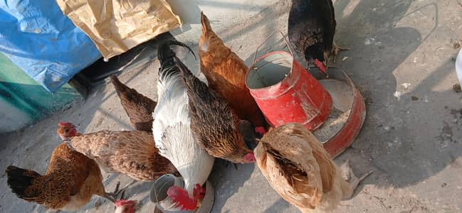 8morgia 1 morga active health vacation egg de rahi hai