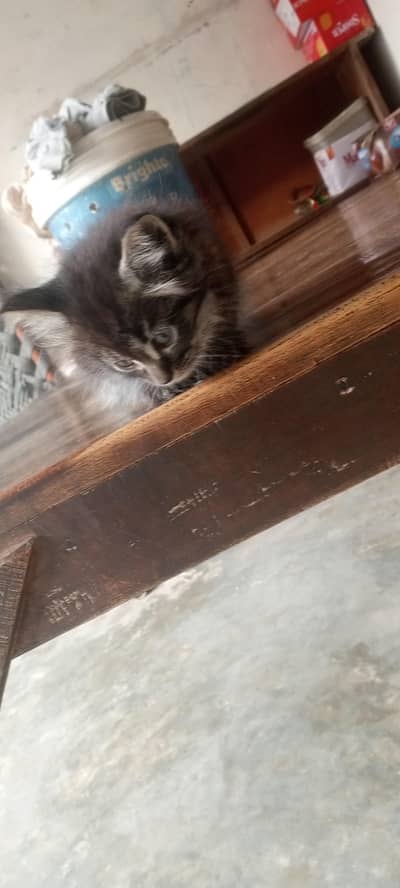 Tabby male kitten tripple cout