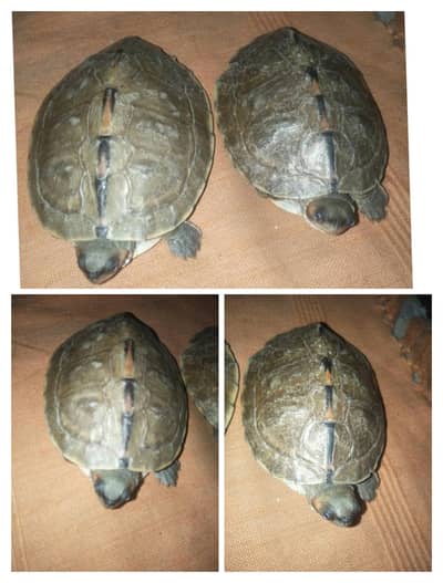 Turtle's