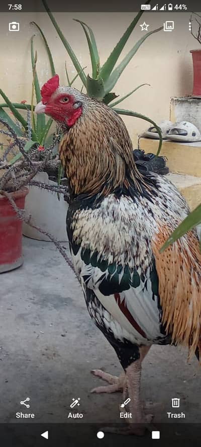 3 kg main wali aseel murga both muboat top quality for sale