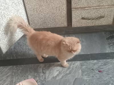 male cat  for sale