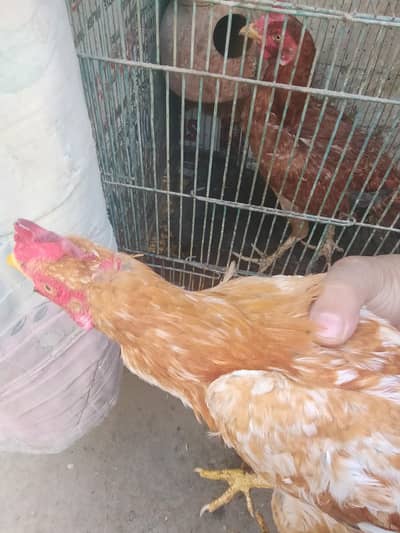 aseel hens n parrots for sale urgent 03172935611