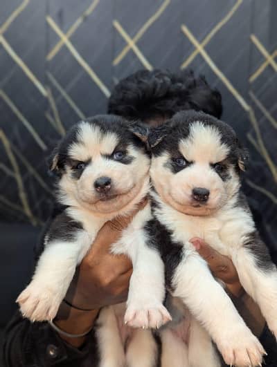 Siberian Husky puppy , dog , german , Pair , Puppies