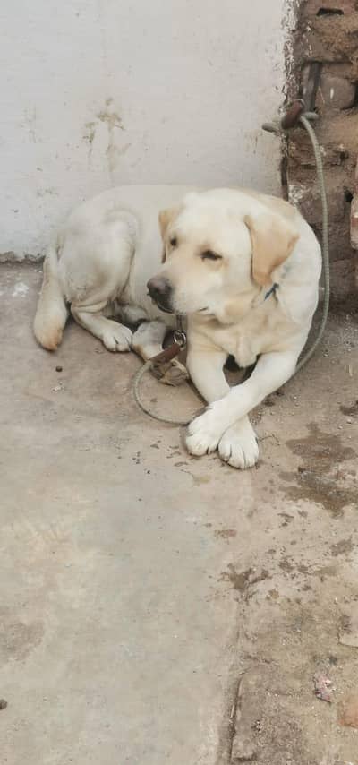 Labradog non pedigree