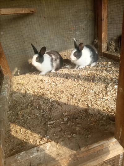 rabbits  ky bache  2 piece  for sale 03020729311
