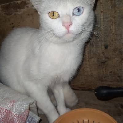 Turkish angora cat