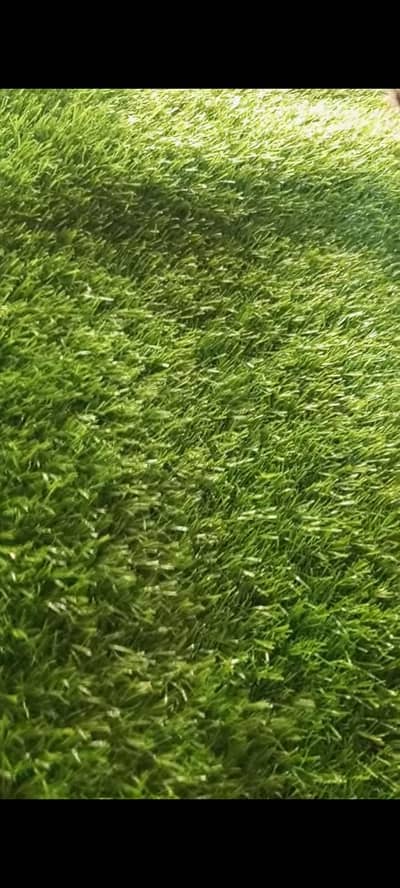 austotraf grass
