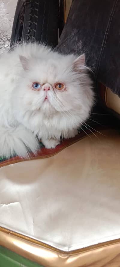 Piki Face Odd eye Stud Male | Peki | Peke | Stud | matting| Persian