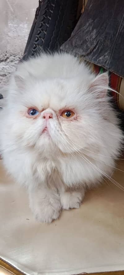 Piki Face Odd eye Stud Male | Peki | Peke | Stud | matting| Persian