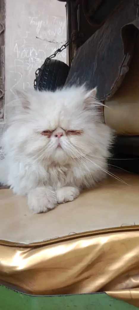 Piki Face Odd eye Stud Male | Peki | Peke | Stud | matting| Persian — photo 2