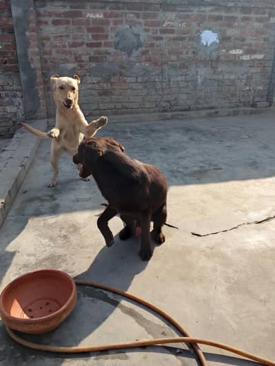 pure quality chocolate brown male and yellow brown femail